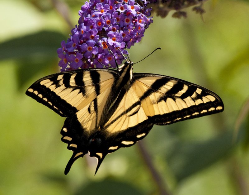 Tiger Swallowtail 278