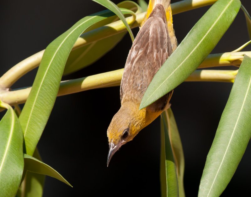 Female Hooded Oriole 111