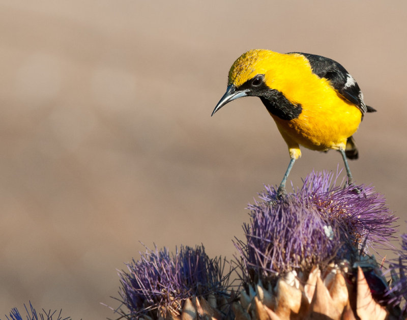 Male Hooded Oriole 155