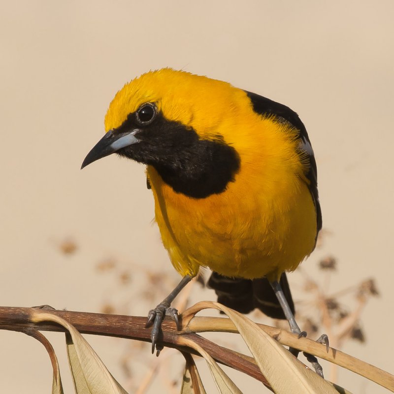 Hooded Oriole 577