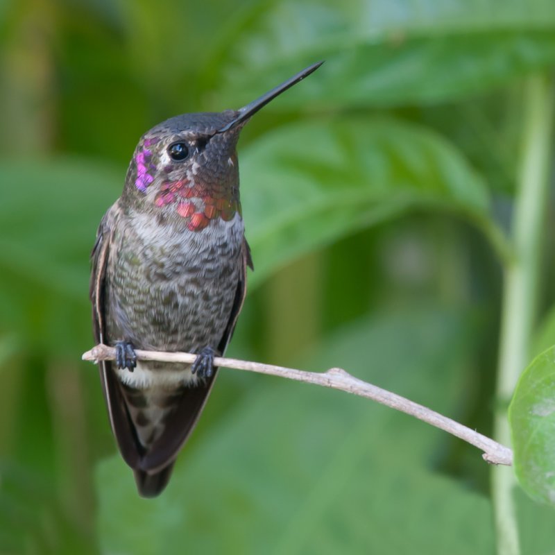 Anna's Hummingbird 63