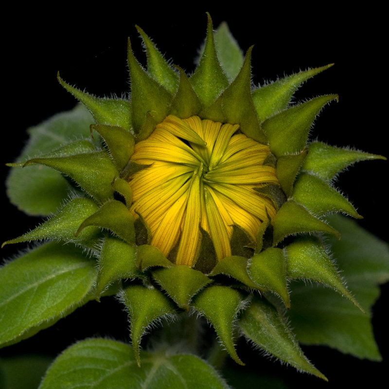 A Late Blooming Sunflower