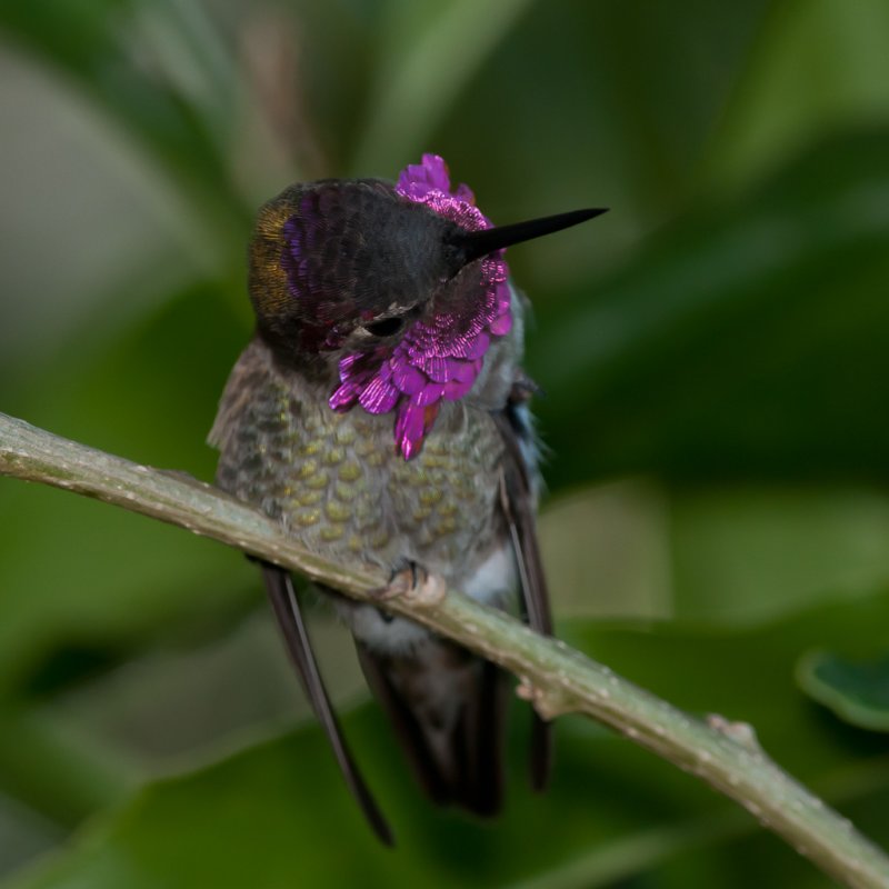 Anna's Hummingbird 38