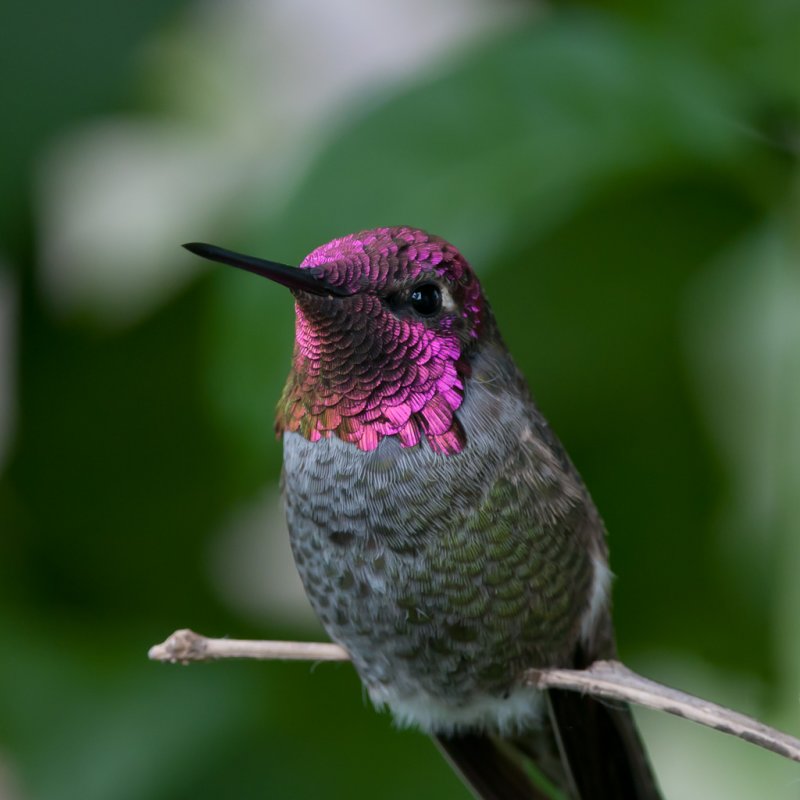 Anna's Hummingbird 17