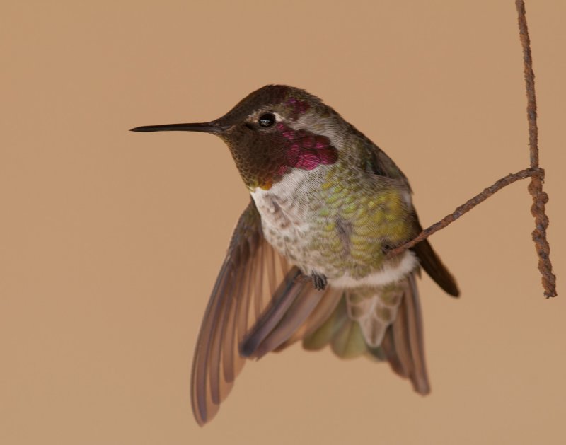 Anna's Hummingbird 31
