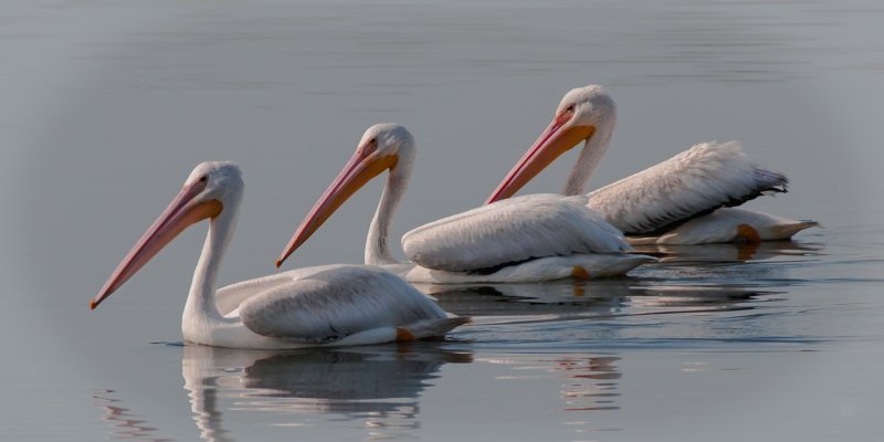 Pelicans 385