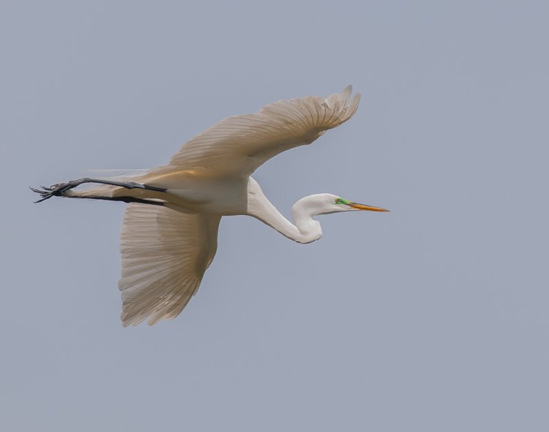 Great Egret 381