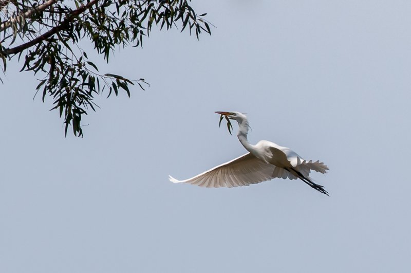 Great Egret 354