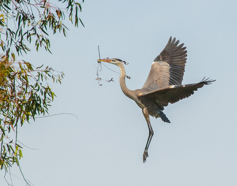 Great Blue Heron 298