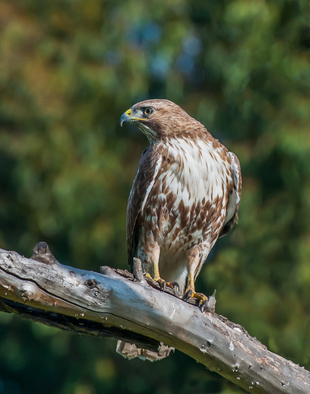 Red-tailed Hawk 2