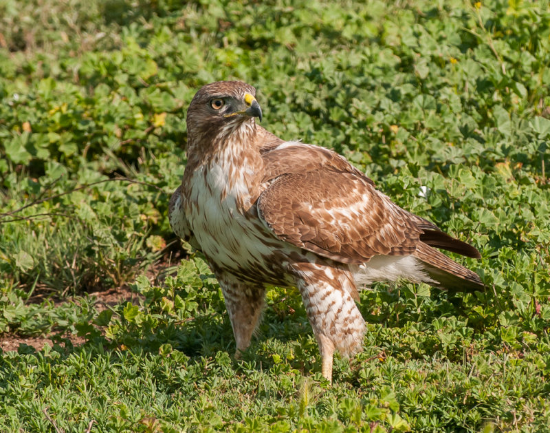 Red-tailed Hawk 104