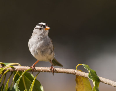 White Crowned Sparrow 50