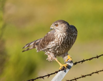 Cooper's Hawk
