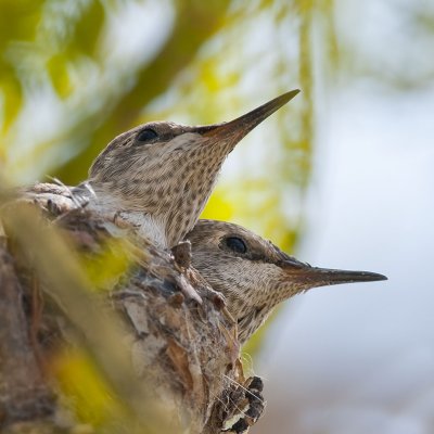 Hummingbird Nest in My Neighbor's Tree