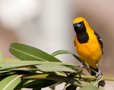 Hooded Oriole