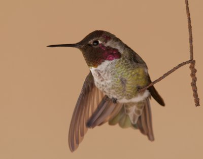 Hummingbird