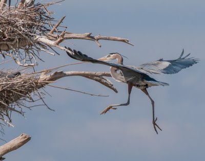 A Variety of Birds From the Salton Sea