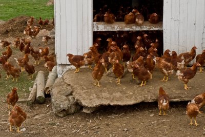 Amish Chicken Coop