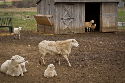 Amish Sheep Farm
