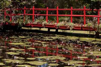 Magnolia Red Bridge Reflection