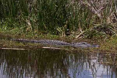 Marsh Gator (136)