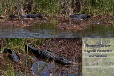 Swamp Gator