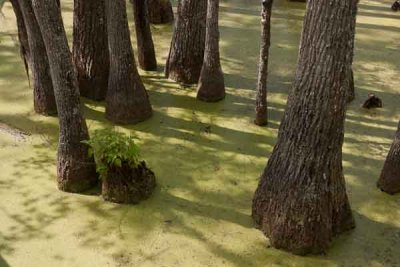 Swamp Trees (190)