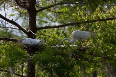 Nesting Swamp Birds