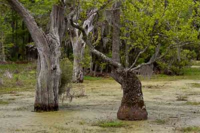 Swamp Trees (213)