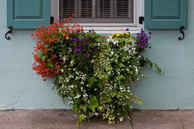 Rainbow Row Flowers