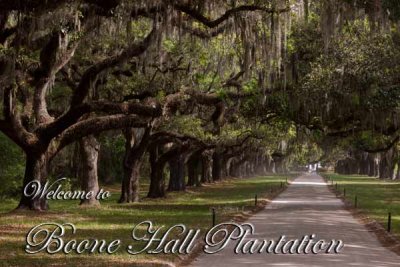 Welcome to Boone Hall Plantation