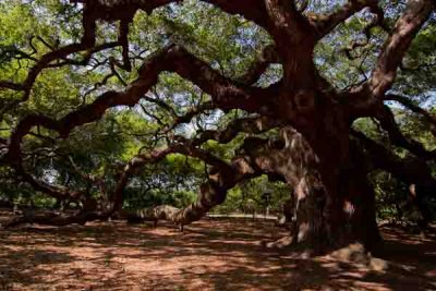 Angel Oak, Tea Plantation  Day 6