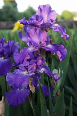 Our Neighbor's Irises