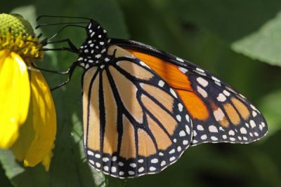 Butterfly House