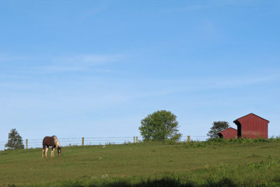September Morn on Route 282 Horse Farm (79)