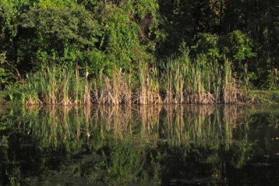 Springton Manor Pond Reflection