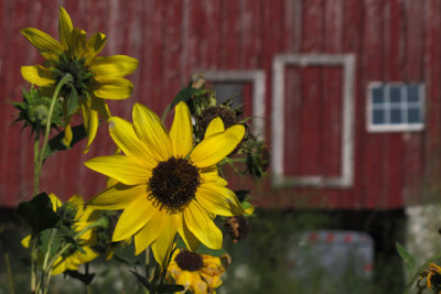 Sunflower and Red Barn (22)
