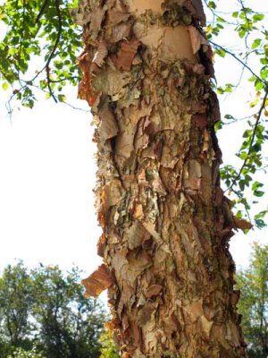 Birch Bark (50)