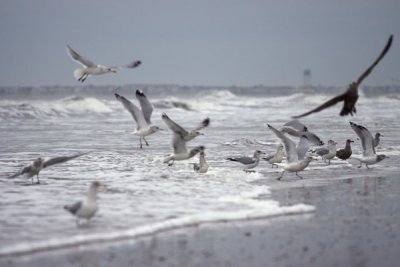 Beach Birds Feeding