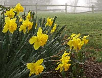 Backyard Daffodils