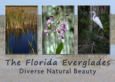 The Florida Everglades - Diverse Natural Beauty