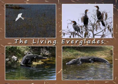 The Living Everglades