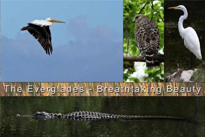 The Everglades - Breathtaking Beauty