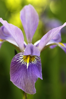 Chanticleer Iris (57)