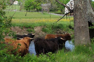 Scottish Highlanders and Buttercups
