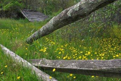 Buttercups and Ruins
