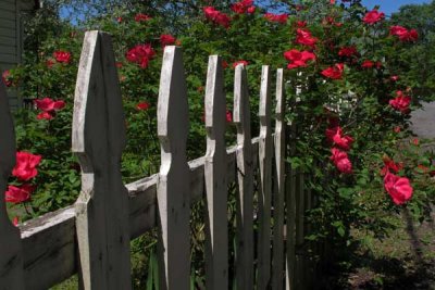 Picket Fence Roses