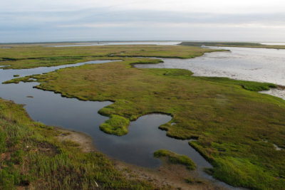 Brackish Marsh