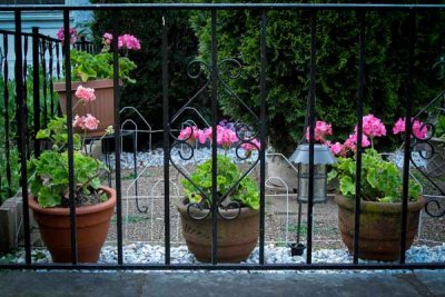 My Aunt's Front Garden