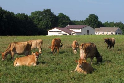 Does the Color of Your Cows Have to Match the Color of Your Farm Buildings?